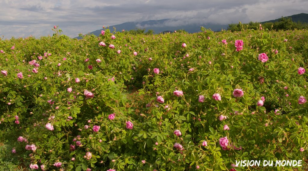 Vallée des Roses en Bulgarie
