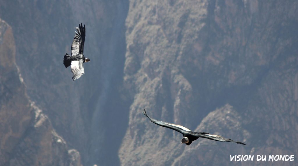 Condor Pérou Andes